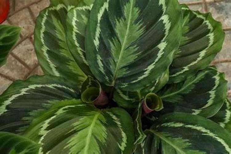 室内观叶植物施什么肥,绿叶植物施什么肥最好