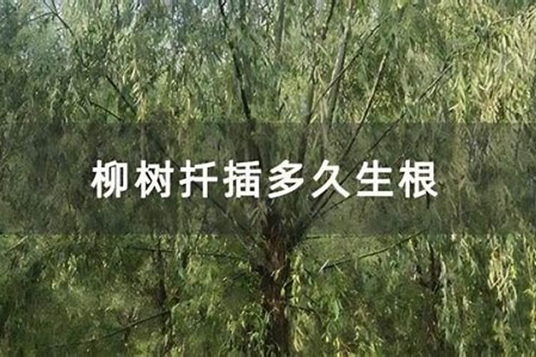 柳树发根后施什么肥料好