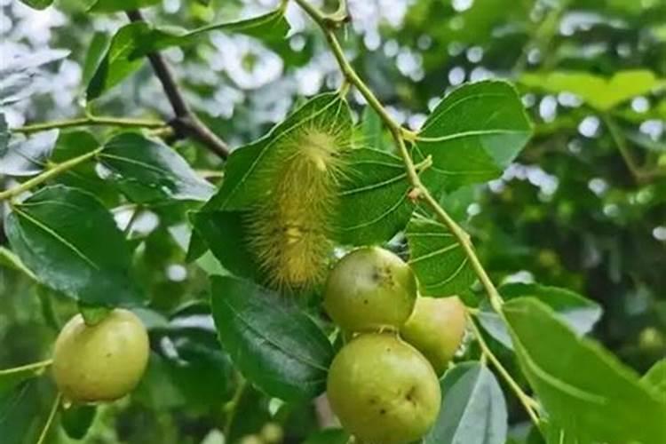 大棚越夏西红柿打头后如何浇水施肥