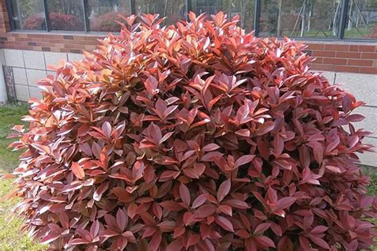 红叶石楠球t该怎样种植成活率高？