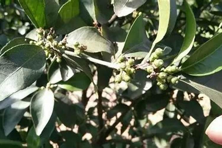 磷酸二氢钾在柑橘树上的喷施方法句作用？