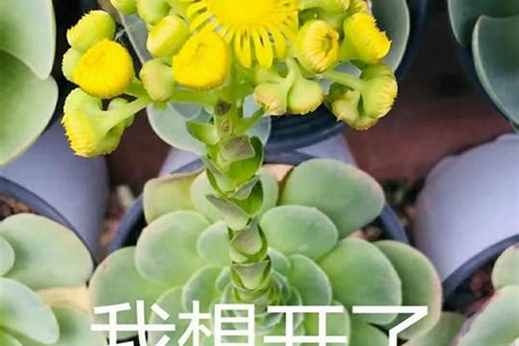 绯花玉有花苞可以施肥吗