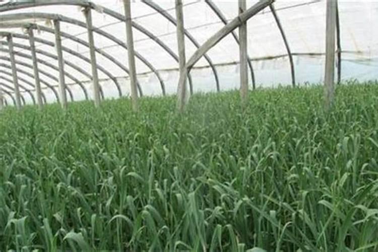 蒜苗适合用什么叶面肥