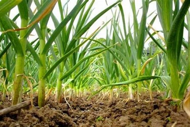 蒜苗用什么叶面肥