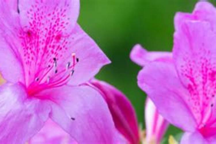 杜鹃花施什么肥才能开花