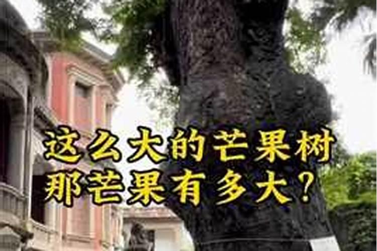 芒果施什么肥最好