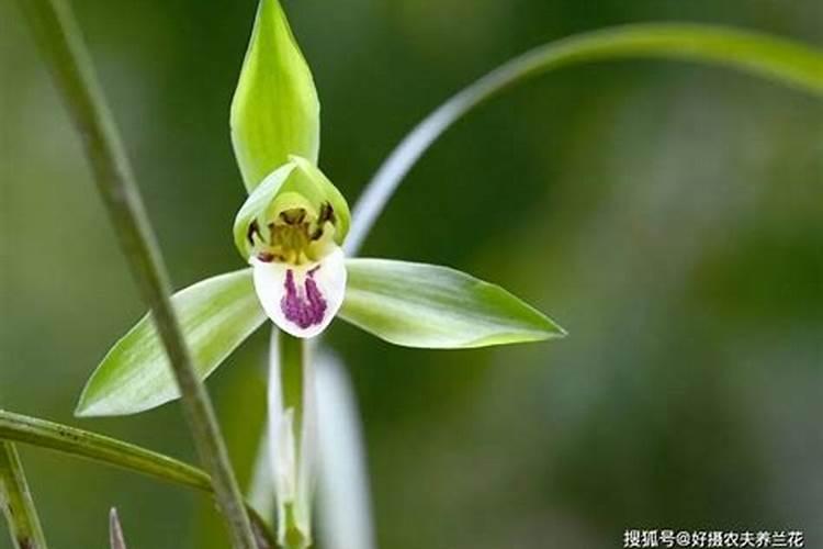 兰花多长新芽的诀窍