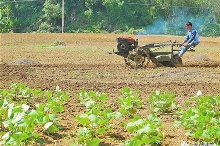 磷肥对植物的作用