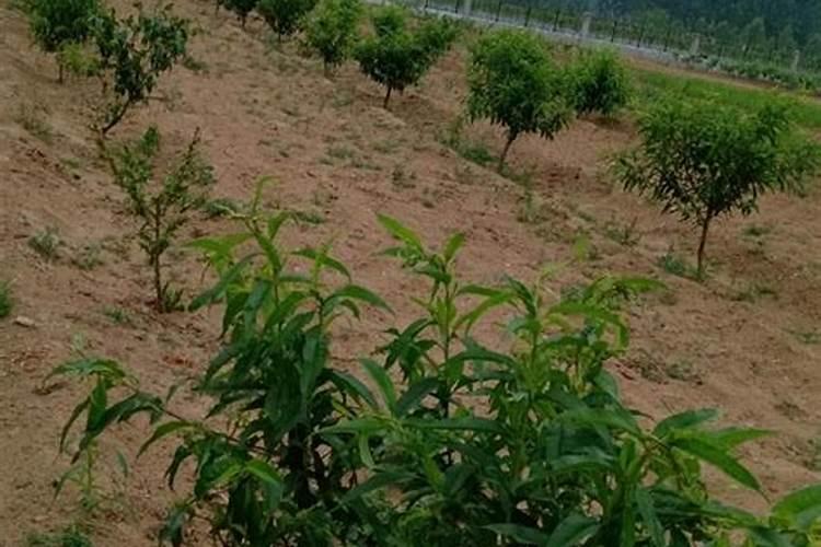 玉米专用叶面肥什么牌子好