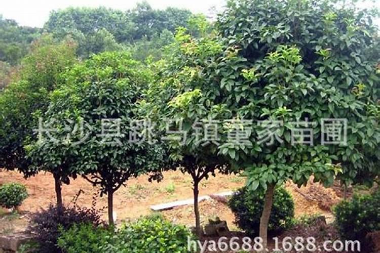 果树叶面肥有哪些品种