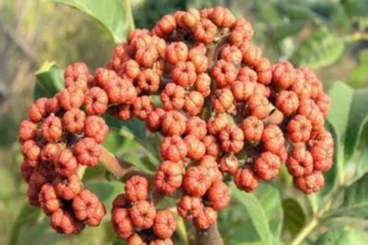 吴茱萸矮小不长缺什么肥料？
