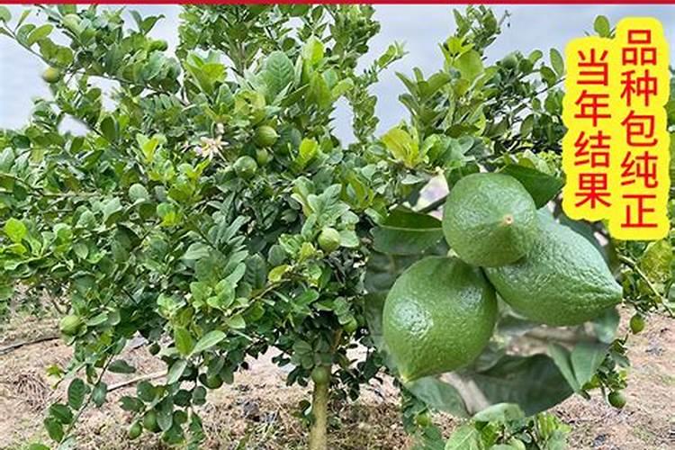 香水柠檬种植注意事项 香水柠檬怎么养护