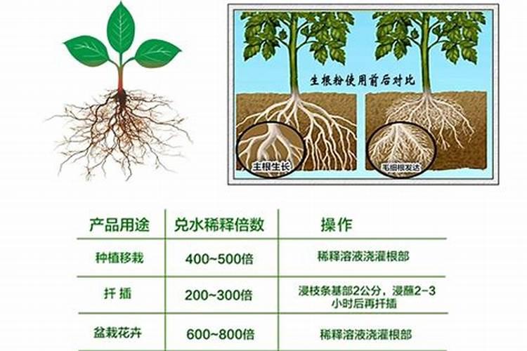 生根壮根的肥料有哪些