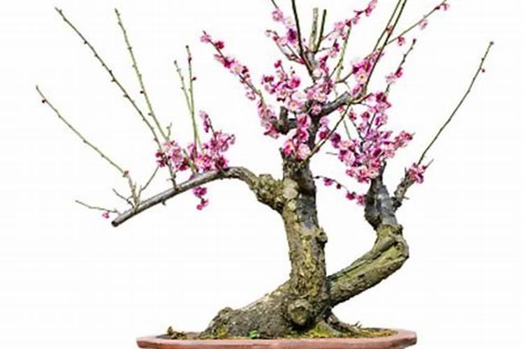 盆栽梅花怎么施肥？