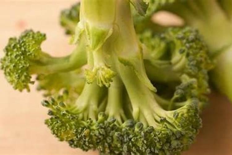 西红柿刚开花冲什么肥