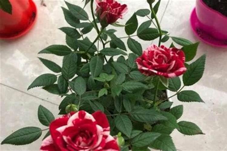 玫瑰花苗的种植方法 玫瑰花苗的种植方法是什么