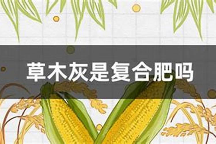 黑榄树嫁接方法