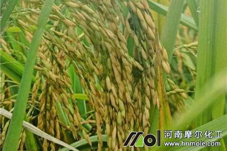 含氨基酸水溶肥料作用