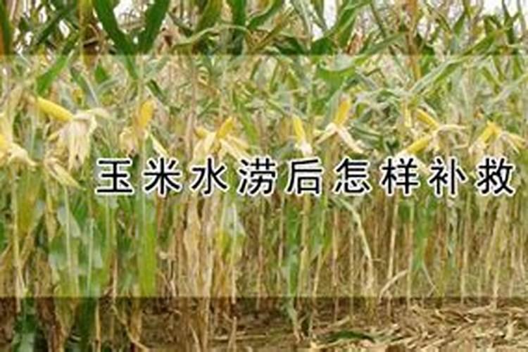 蔬菜发生涝害怎么办