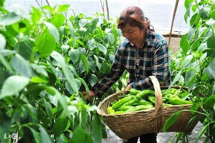 鱼蛋白,氨基酸,黄腐酸,海藻酸,这四种肥料有什么区别？
