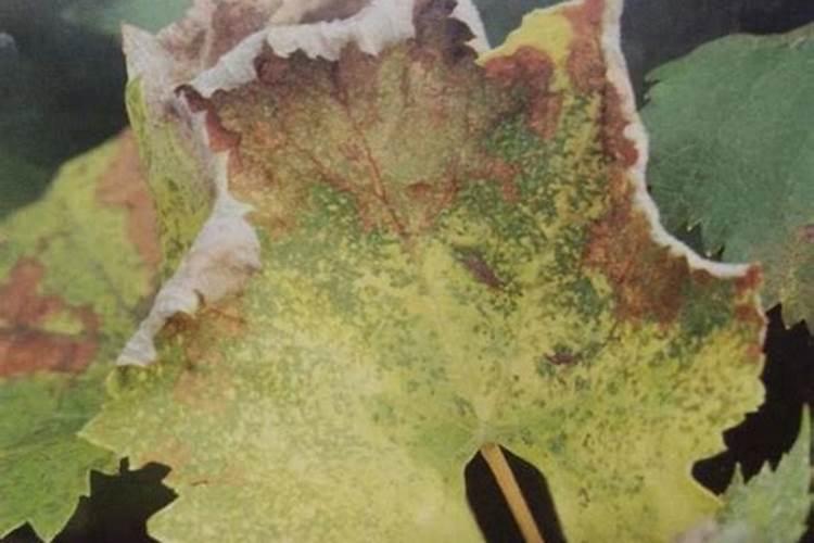 草莓幼叶失绿原因及解决办法