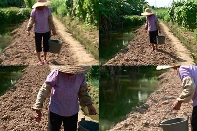红萝卜怎么种 如何种植红萝卜