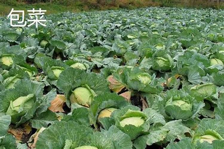 包菜怎么施肥 包菜的施肥时间及注意事项