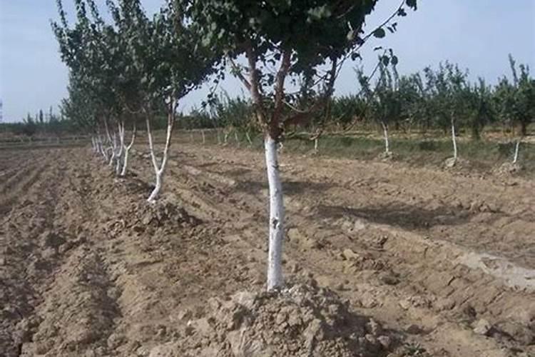 苹果花期要如何做可以实现苹果的丰产和增收？