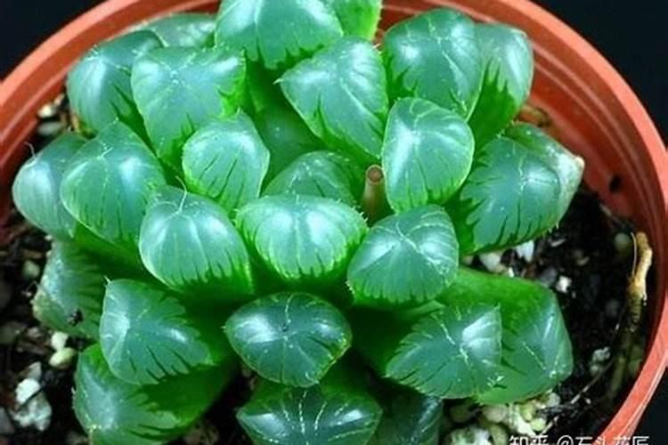 玉露多肉用什么肥长得旺 施肥的方法是什么