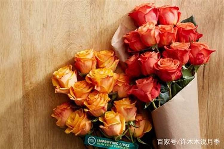 月季春天种植怎么施肥