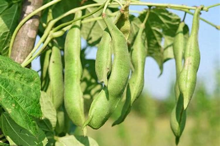 白芸豆高产方法