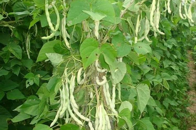 白芸豆花期可以打叶面肥吗？