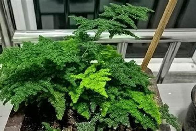 文竹施肥时间
