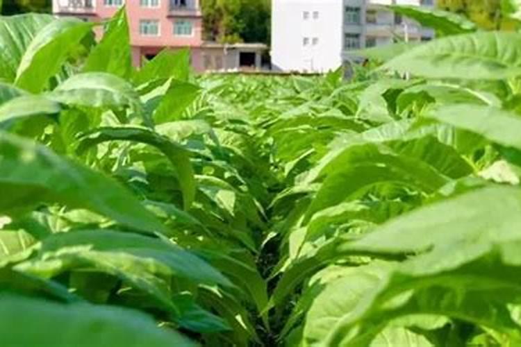烟叶的种植过程是 什么 样子？