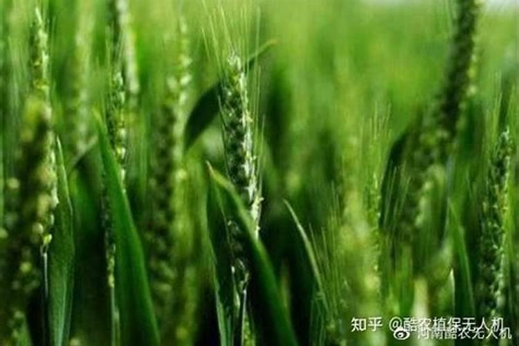 小麦叶面肥喷施要点 小麦怎么施肥