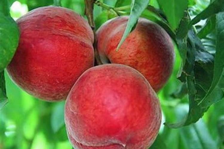 桃树花期施什么肥料？
