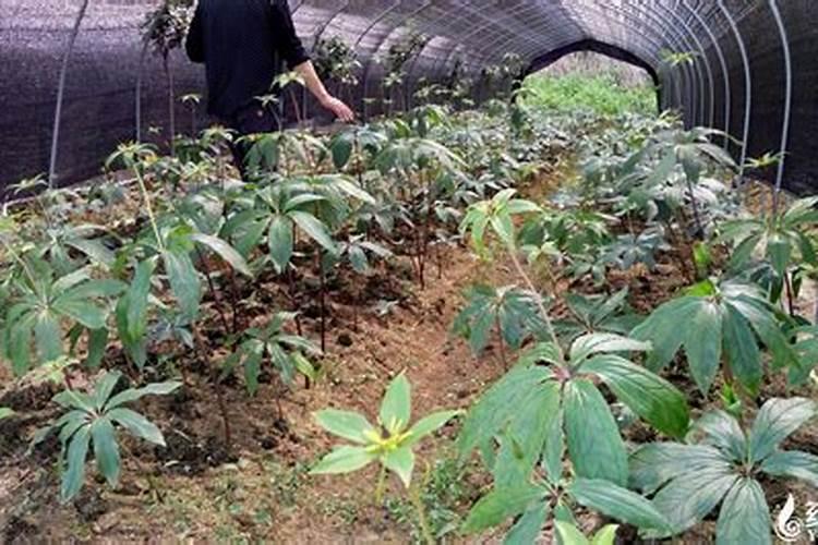 重楼的种植方法