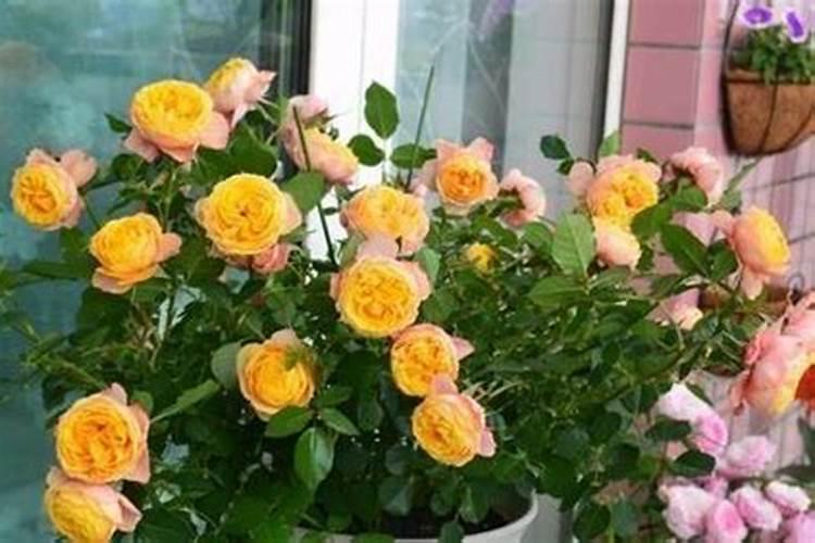 月季花的地栽养殖方法