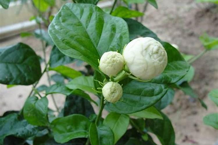 虎头茉莉怎么养