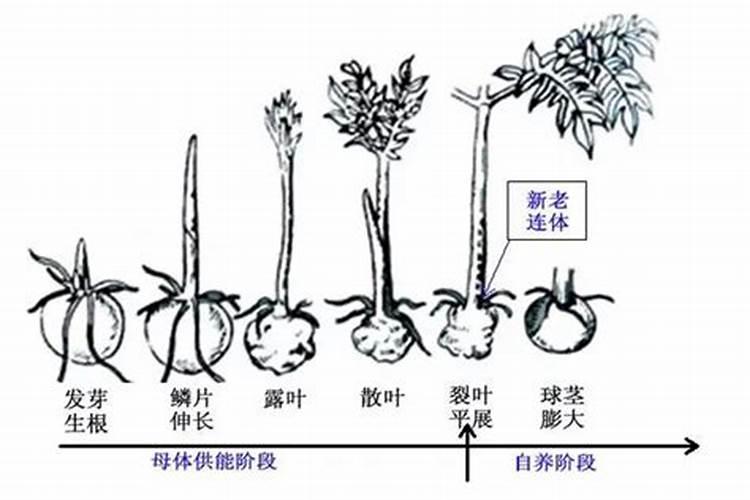 种魔芋用什么肥料好