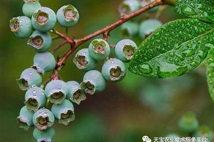 蓝莓树用什么生根剂好？