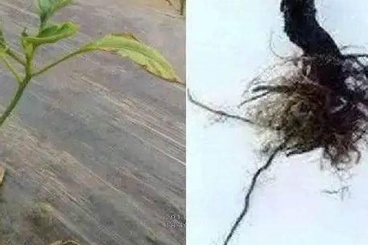 ...埋在土里太多了,现在部分树叶发黄,有什么补救方法吗？