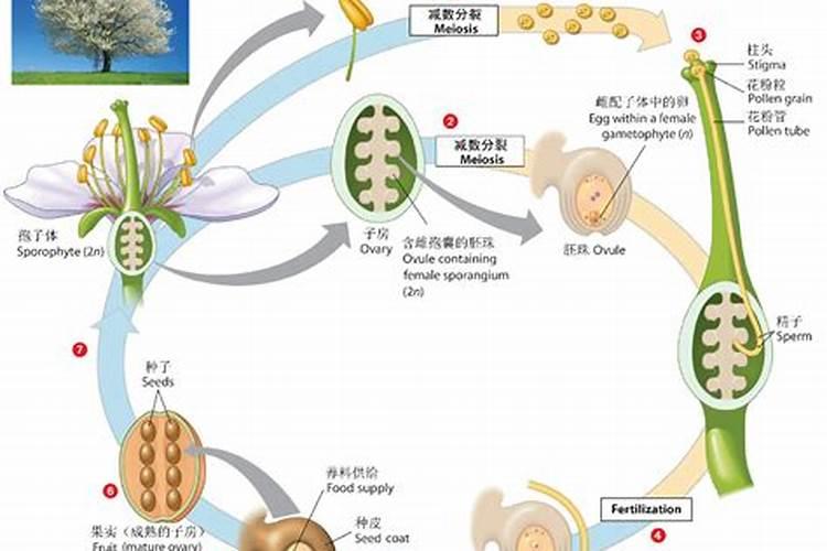 促进植物主杆生长肥料有哪些。