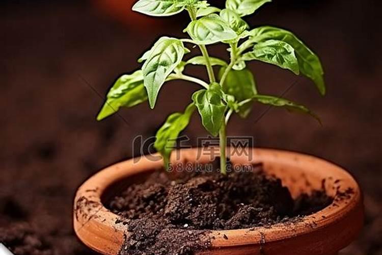 什么肥料可以让植物快速生长