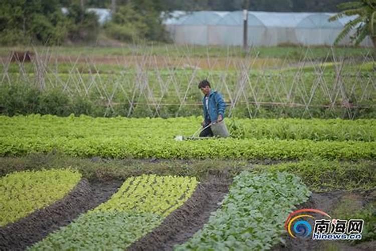 广东草莓2023年批发价格多少？
