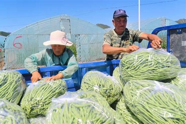 你了解钾肥吗,钾肥最适用哪些作物？