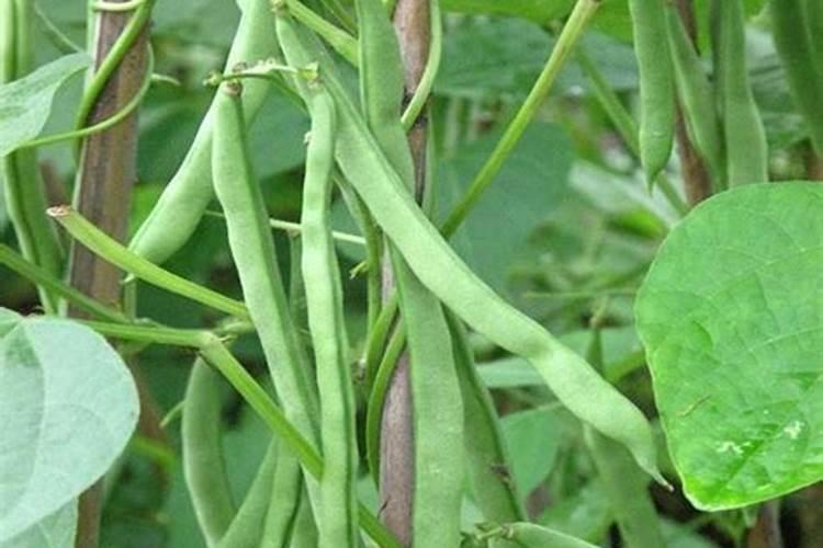 温室大棚里架豆苗期下面的叶子黄而且这落叶是什么原因？