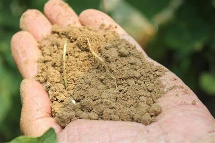 怎样施用？钙肥有哪些种类？