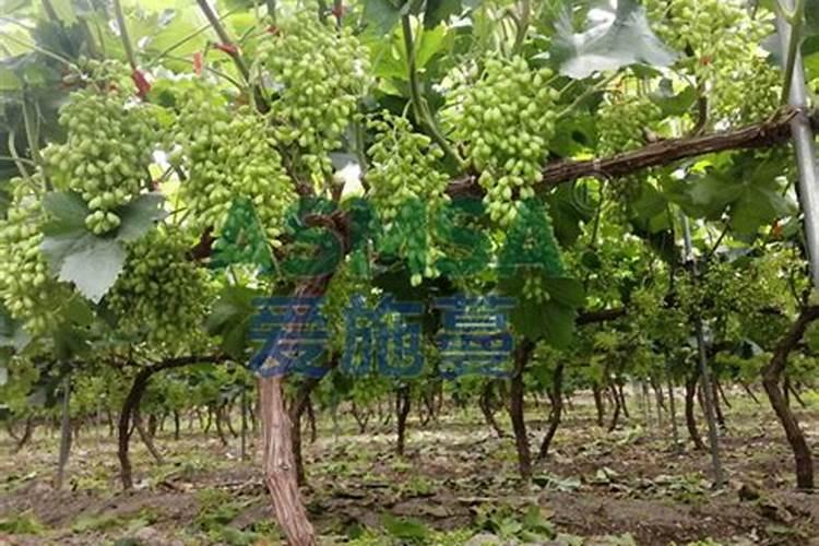 葡萄生根肥用什么好