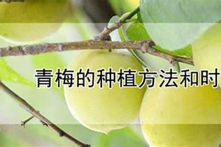 黄金梅的养殖方法